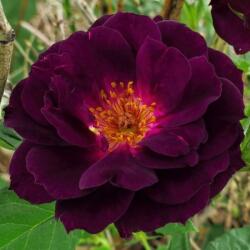  Rosa Wekfabpur cserepes rózsa