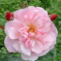  Rosa Märchenland® cserepes rózsa