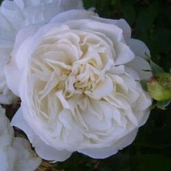  Rosa Weisse Gruss an Aachen cserepes rózsa