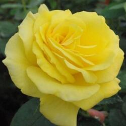 Rosa Golden Delight cserepes rózsa