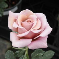  Rosa Koko Loco cserepes rózsa