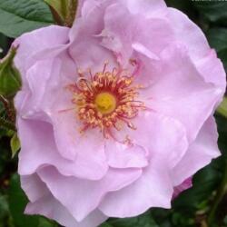 Rosa Odyssey cserepes rózsa