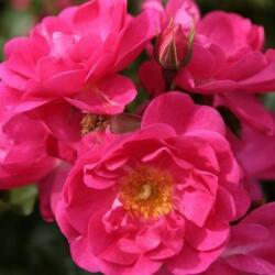  Rosa Neon ® cserepes rózsa