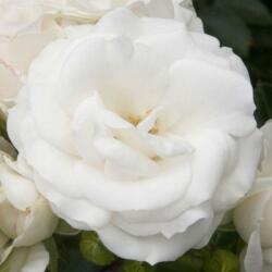 Rosa White Magic cserepes rózsa