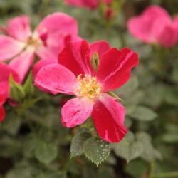 Rosa Ruby cserepes rózsa