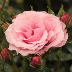  Rosa Regéc cserepes rózsa
