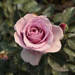 Rosa Terra Limburgia cserepes rózsa