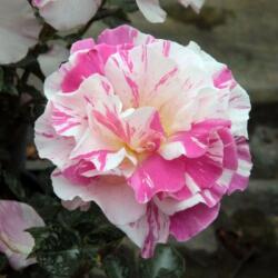  Rosa Berlingot cserepes rózsa
