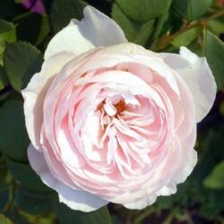  Rosa Herzogin Christiana® cserepes rózsa