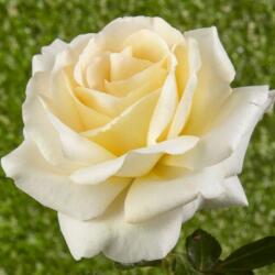  Rosa Moonsprite cserepes rózsa