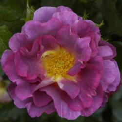  Rosa Blauwestad cserepes rózsa