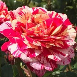 Rosa Abracadabra ® cserepes rózsa