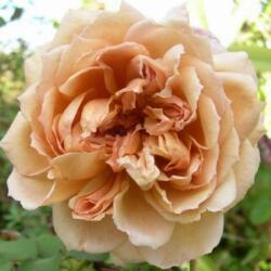 Rosa Café® cserepes rózsa