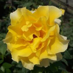 Rosa Adson von Melk cserepes rózsa