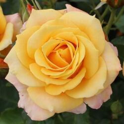  Rosa Lusatia ® cserepes rózsa