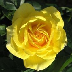 Rosa Carte d'Or® cserepes rózsa