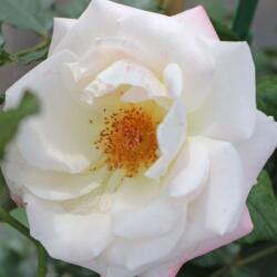 Rosa Eisprinzessin ® cserepes rózsa