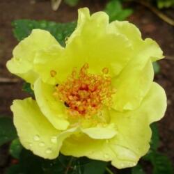  Rosa Tibet-Rose cserepes rózsa