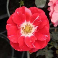  Rosa Picasso cserepes rózsa