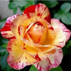  Rosa Camille Pissarro cserepes rózsa