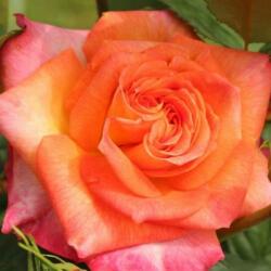  Rosa Feurio ® cserepes rózsa