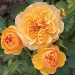 Rosa Isidora cserepes rózsa