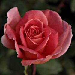Rosa Courtoisie cserepes rózsa