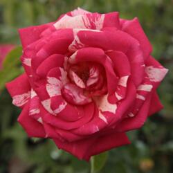  Rosa Papageno cserepes rózsa