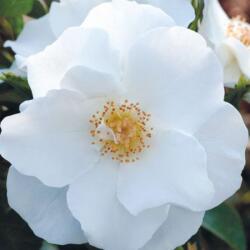  Rosa Milly cserepes rózsa