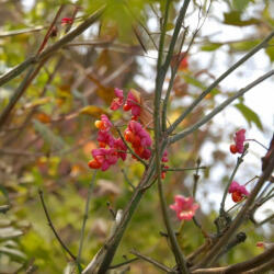 Csíkos kecskerágó - Euonymus europeus - Konténeres