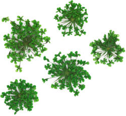  Szárított Virág - Green 02
