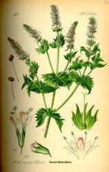  Herbavirág Fodormenta levél 50 g