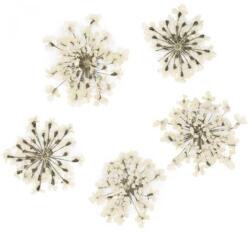 Xdeep Beauty Flori uscate pentru decorarea unghiilor White 5 buc