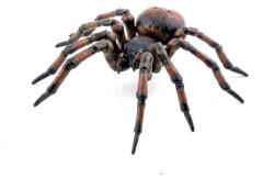 Papo Figurina Papo Garden animals - Common spider Figurina