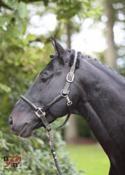  Covalliero Cordano kötőfék pony olivazöld (CORDANO-P-O)
