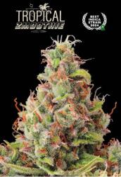 Seedstockers AK420 AUTO 0% THC Kiszerelés: 25 db - weedshop - 89 170 Ft