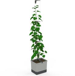 Gusta Garden CURT CUCUMBER önöntözős, világosszürke (GG-140C10)
