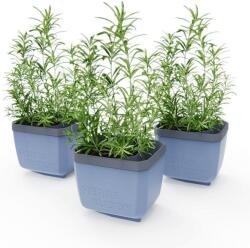 Gusta Garden HERBS BUDDY önöntözős, kék, 3 darab (GG-123F11)