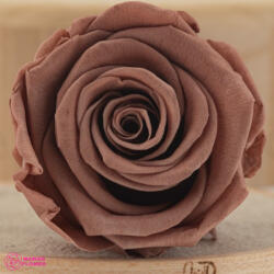  Tartósított Rózsa Fej Mocha Cocoa, Verdissimo, L (SF-RST2CY1)