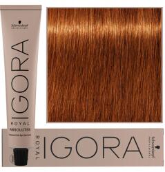 Schwarzkopf Igora Royal hajfesték 60ml Schwarzkopf professzionális hajszínező, 7-70 (4045787279429)