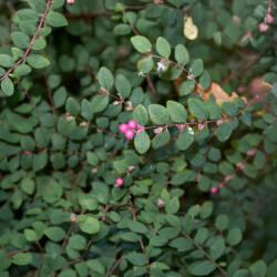  Talajtakaró hóbogyó - Symphoricarpos x chenaultii 'Hancock' - Konténeres