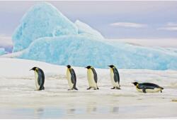 Signal Kép PINGVINK 120 x 80 cm (PENGUINS120)