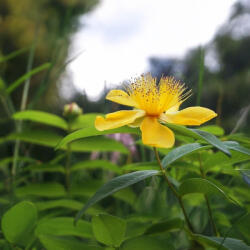  Télizöld orbáncfű - Hypericum calycinum - Konténeres