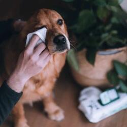 BECO PETS Beco Bambusz tisztító törlőkendő kutyáknak, kókusz 80 db