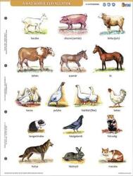 Stiefel Tanulói munkalap, A4, STIEFEL A ház körül élő állatok