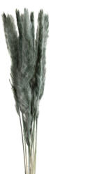  Szárított pampafű 10db-os csokor Menta 75cm (407281)