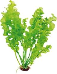 Dennerle Plants Aponogeton ulvaceus - gumós növény - 1 db