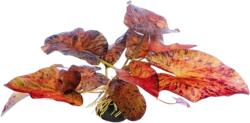 Dennerle Plants Nymphaea lotus 'Piros' - gumós növény - 1 db