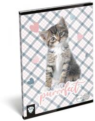 Lizzy Card Füzet LIZZY CARD A5 32 lapos vonalas 21-32 purrrfect (19504) - nyomtassingyen