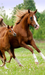 Jerry Fabrics Lovas Career kéztörlő, arctörlő, törölköző 30x50cm (JFK106380) - kidsfashion